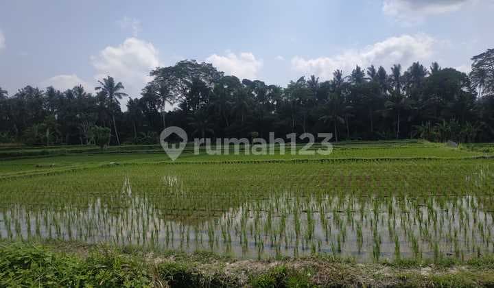 Hot List Di Jual Tanah Lokasi Petulu Ubud Gianyar
