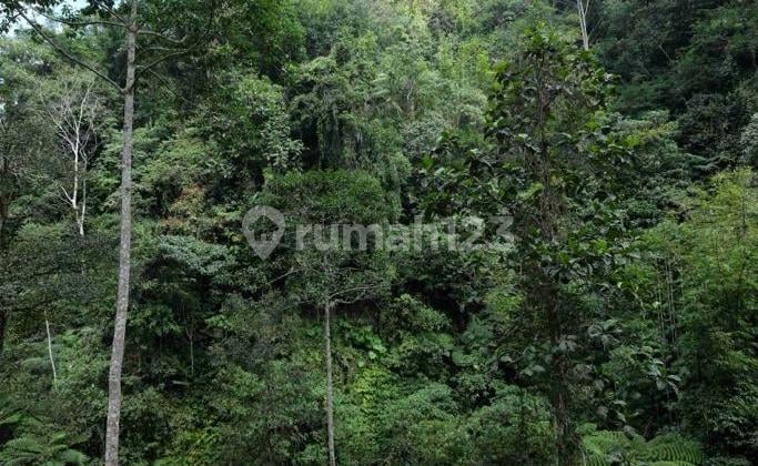 Hot List Di Jual Tanah Lokasi Payangan Ubud Gianyar