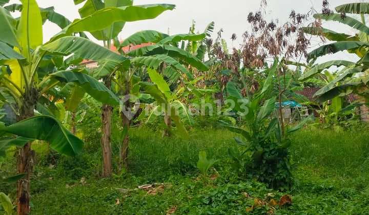 Hot List Di Jual Tanah Kavling Lokasi Canggu Kuta Utara Badung