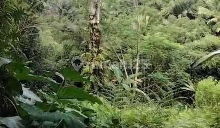Hot List Di Jual Tanah Loss Sungai View Sungai Hutan Lokasi Sebatu Tegallalang Ubud