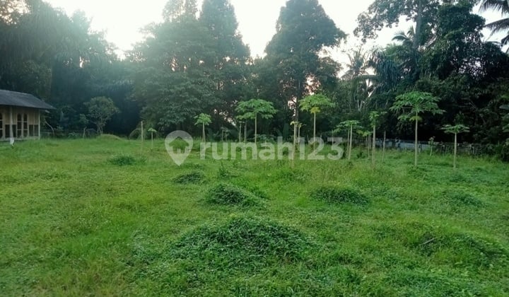Hot List Di Jual Tanah Pinggir Jalan Utama View Sawah Sungai Lokasi Sangeh Abiansemal Badung