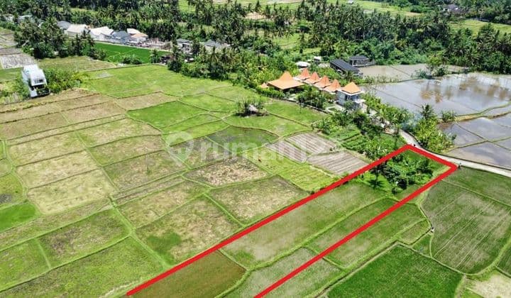 TOP URGENT FOR SALE LAND IN TEGES PELIATAN UBUD GIANYAR