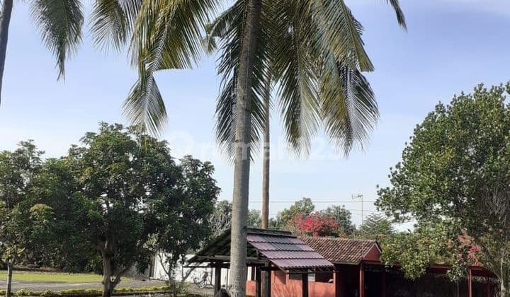 TOP URGENT DI JUAL TANAH BONUS BANGUNAN PINGGIR JALAN LOKASI KALIAKAH BANYU BIRU JEMBRANA