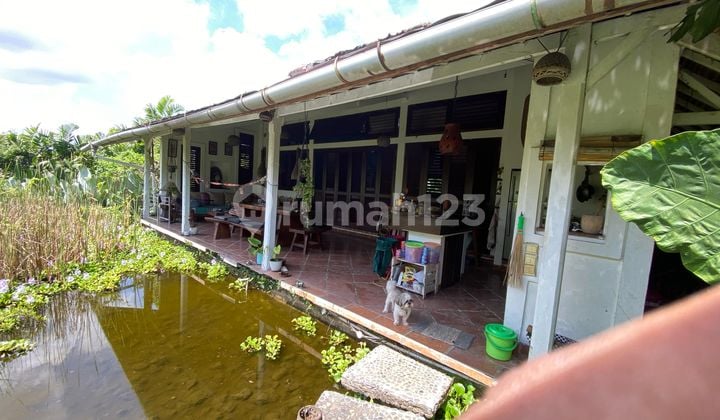 Sure Deal For Sale Land with Free Villa Building Rice Field View Location Padonan Canggu Bali