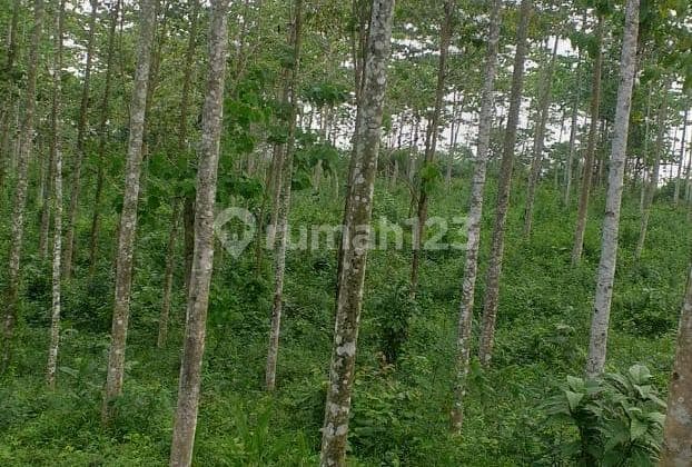 Tanah Murah Di Cigudeg Leuwiliang