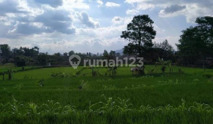 Investasi Tanah Sawah Produktif Panen Padi Majalaya Bandung