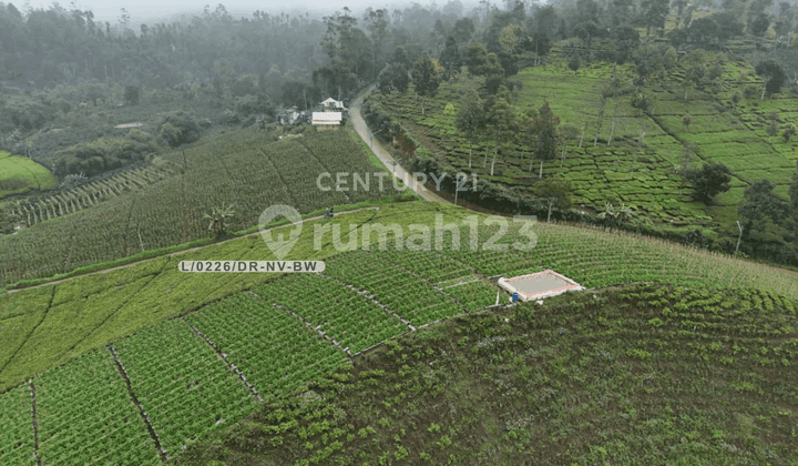 Dijual Tanah Luas Lingkungan Hijau Sejuk di Ciwidey Bandung Barat