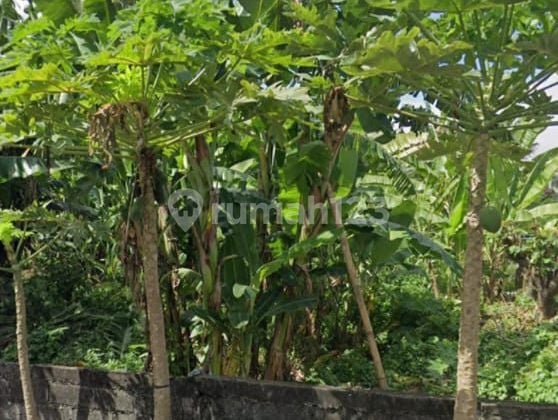 Tanah di Batu Belig Cocok untuk Villa