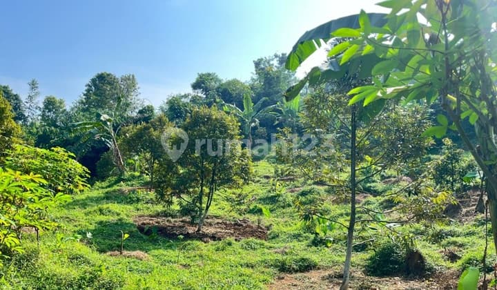 For Sale: Large Land, 2.8 Hectares in Curug Village, Jasinga, Bogor Regency.