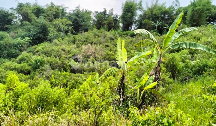 Dijual/Disewa Tanah kebun di Tugujaya, Cigombong - Kab Bogor