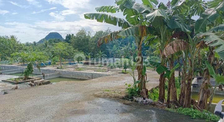 Dijual Tanah 5800 m2 Perkebunan & Kolam Ikan Gunung Munara Rumpin Bogor Siap Berternak