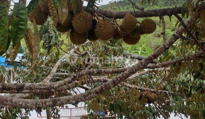 Tanah darat bonus bangunan,bekas perkebunan hidroponik,sosok dibikin perkebunan sudah ada villa,harga murah,lokasi strategis di sukanagara,cianjur,Jawa barat
