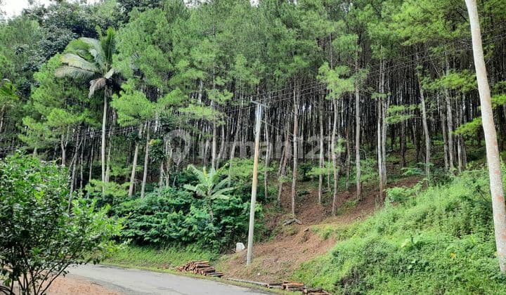 Tanah SHM Sukabumi di jalan utama, untuk perumahaan, agrowisata