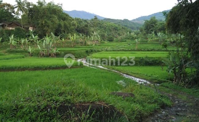 Tanah Sawah Shm, dekat aliran air, akses truck di Cisaat Sukabumi