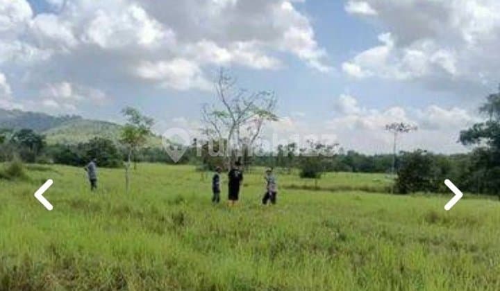 Di Jual Tanah Perkebunan Lokasi Strategis di Pondidaha Sulawesi Tenggara