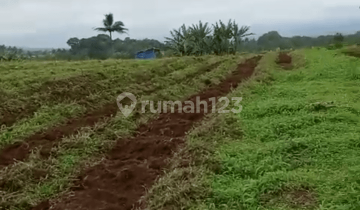 Di Jual Tanah Kebun Datar SHM di Sukabumi