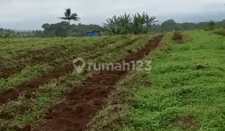 Di Jual Tanah Kebun Datar SHM di Sukabumi