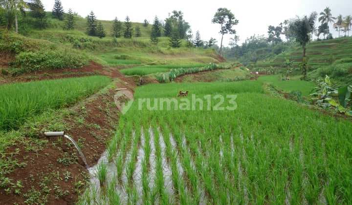 Di Jual Tanah Kebun dan Sawah Subur Air Melimpah di Dekat Sukabumi Kota