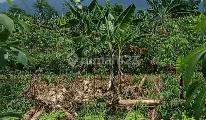 Di Jual Lahan Kebun SHM View Gunung Cakep Udara Dingin dan Sejuk di Cijeruk Bogor