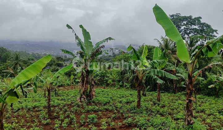 Di Jual Lahan Kebun SHM Subur di Cibadak Sukabumi