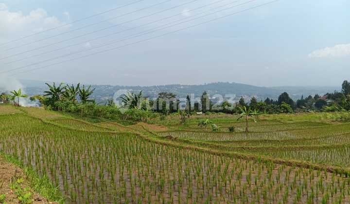 Di Jual Tanah Kebun dan Sawah di Megamendung