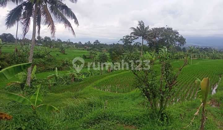 Di Jual Tanah Dan Kebun Sawah Produktif Berikut Rumah Di Cicurug Sukabumi