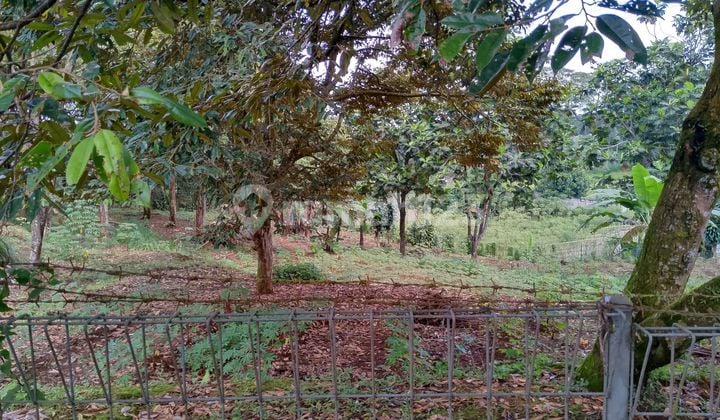 Di Jual Lahan SHM Kebun Durian Sudah Pagar Keliling di Gunung Geulis Golf