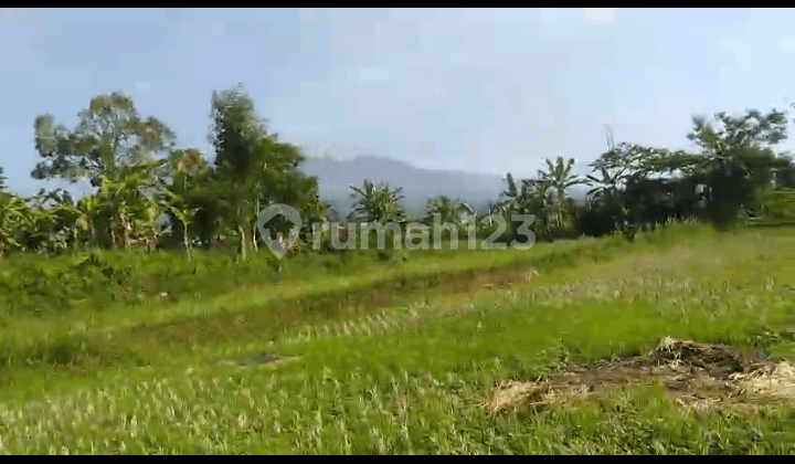 Di Jual Tanah Sawah dan Kebun SHM Ada Mata Air Melimpah di Cicurug Sukabumi