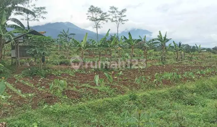 Di Jual Lahan Kebun 1 Hamparan View Bukit di Parakan Salak Sukabumi
