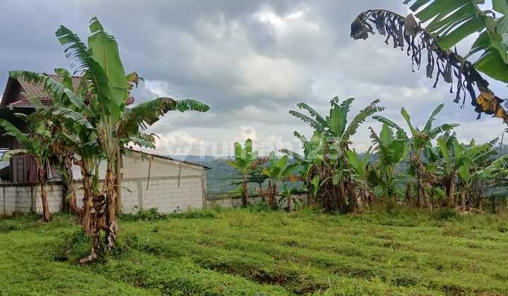 Di Jual Tanah Kebun Subur Di Ciambar Sukabumi
