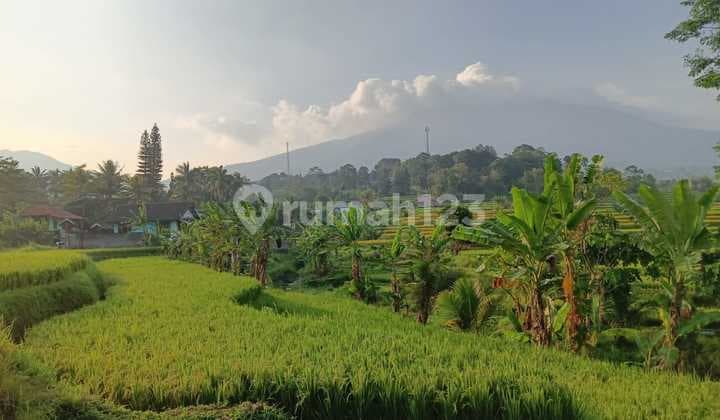 Di Jual Tanah Sawah Produktif Di Cicurug Sukabumi