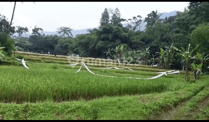 Di Jual Tanah Kebun dan Sawah Air Melimpah di Cicurug Sukabumi