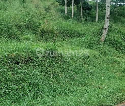Di Jual Lahan/tanah Kebun Subur Di Cugenang Cianjur