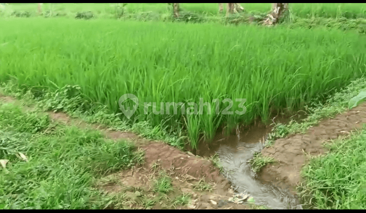 For Sale: Garden and Rice Field Land with Spring Water, SHM in Nagrak, Sukabumi.