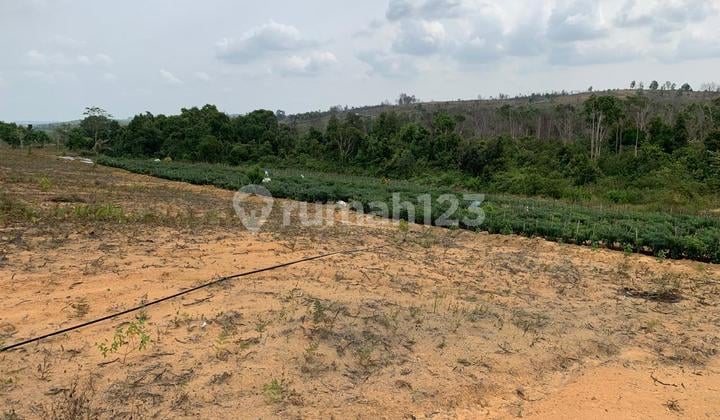 Land For Rent At Bintan Riau Near Singapore, Malaysia Suitable For Oil Palm Plantation, Farm, Fishery Near Trikora Beach