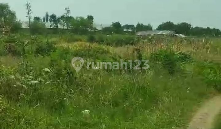 Lahan 5 Ha Tegal Dkt Tol Brebes, Adiwerna Shm Strategis