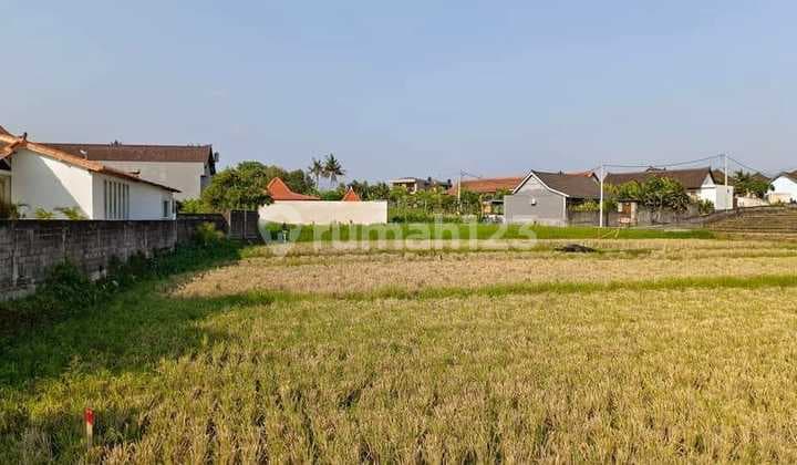 Hot List of Land for Sale with Rice Field View, Babakan Canggu, North Kuta