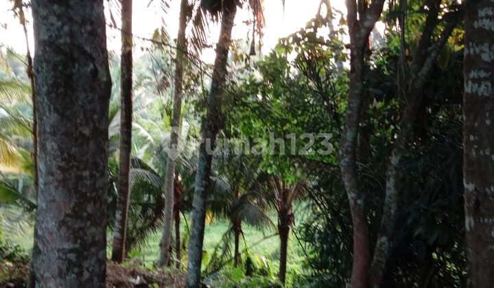 Tanah View Sawah Dekat Furama Ubud, Green School Dan Pelangi School