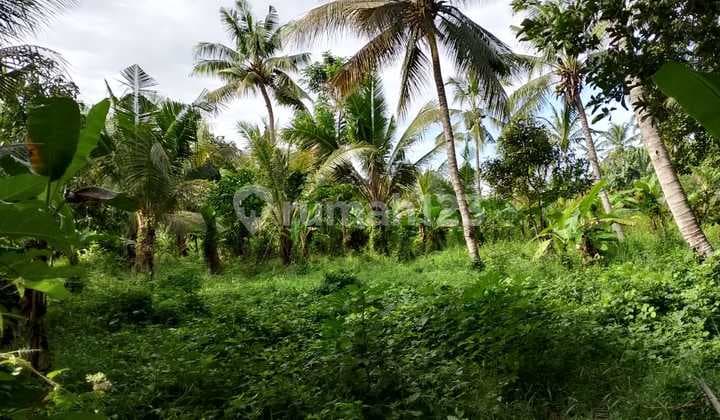 Tanah Dijual Di Sobo, Banyuwangi – 4.784 M² (47,84 Are)