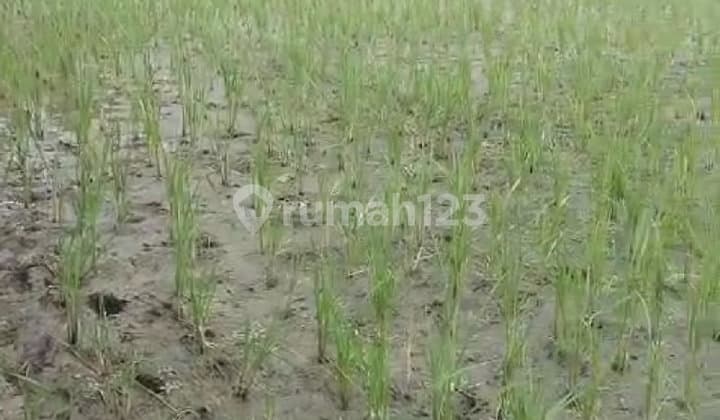 Tanah Kotak Strategis di Jalan Sasana Budaya, Cirebon