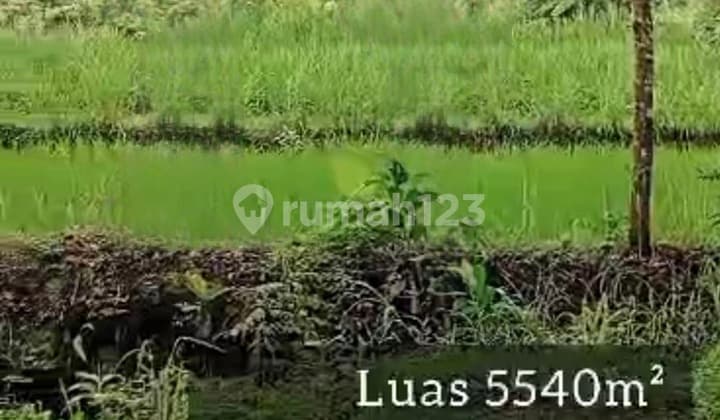 Di Jual Tanah Murah Lokasi Turi Sleman Jogja
