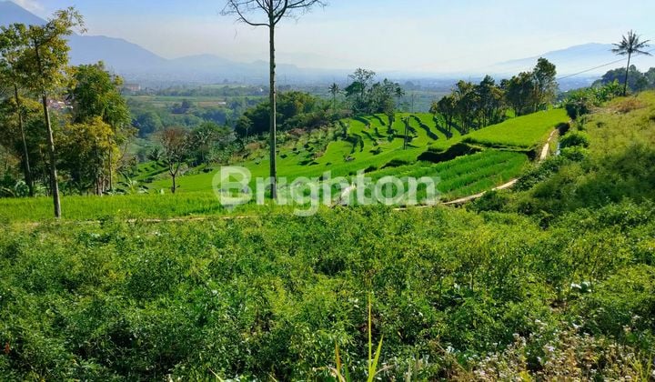 Tanah Seluas 2ha Lokasi Garut Cocok Buat Pertanian
