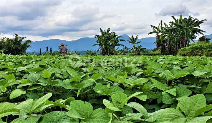 Tanah Strategis Di Mega Mendung Bogor Cocok Untuk Villa, Perkebunan Dan Camping