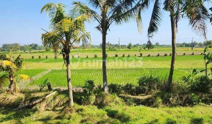 TANAH VIEW SAWAH DI KAWASAN KABA-KABA, TABANAN - BALI