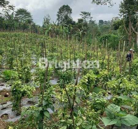 Land For Sale At Payangan Ubud