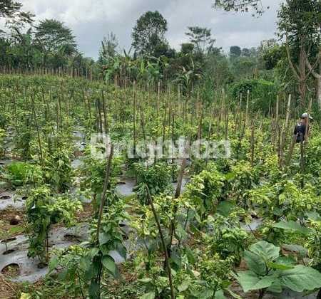 Land For Sale At Payangan Ubud