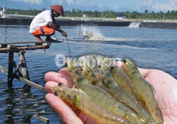 Dijual Tambak Udang 18 Ha di Jembrana - Harga Murah, Produktif, Dekat Pantai