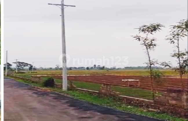 Land in Brebes, Central Java, Kubangsari Village, 65,000.0 m² with SHM.