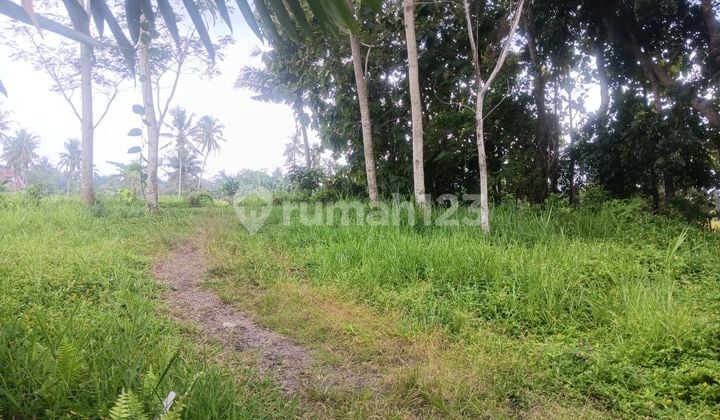 Land Investment in North Jogja Suitable for Lodging