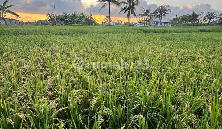 LAND FOR SALE Nice View Sukawati Gianyar Bali